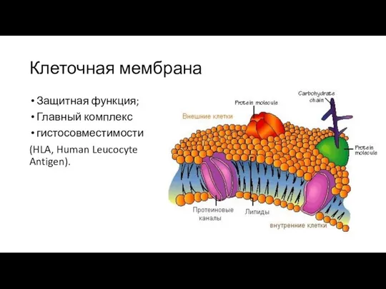 Клеточная мембрана Защитная функция; Главный комплекс гистосовместимости (HLA, Human Leucocyte Antigen).