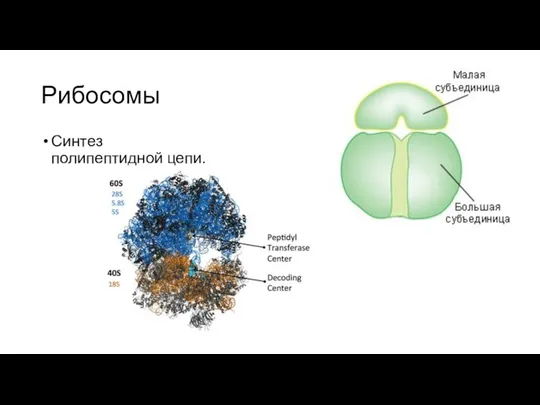 Рибосомы Синтез полипептидной цепи.