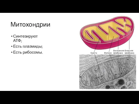 Митохондрии Синтезируют АТФ; Есть плазмиды; Есть рибосомы.