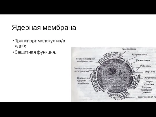 Ядерная мембрана Транспорт молекул из/в ядро; Защитная функция.