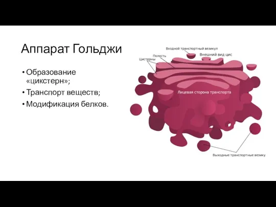 Аппарат Гольджи Образование «цикстерн»; Транспорт веществ; Модификация белков.