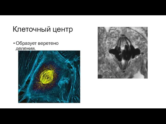 Клеточный центр Образует веретено деления.