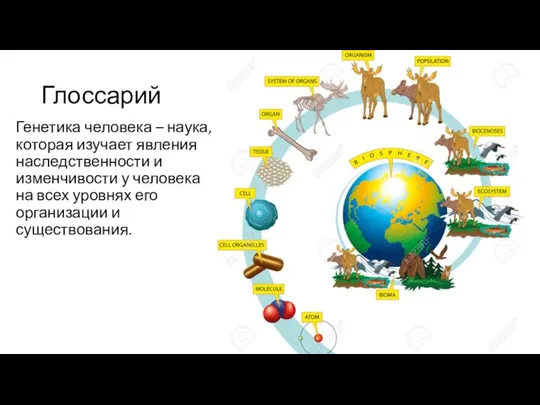 Глоссарий Генетика человека – наука, которая изучает явления наследственности и изменчивости у