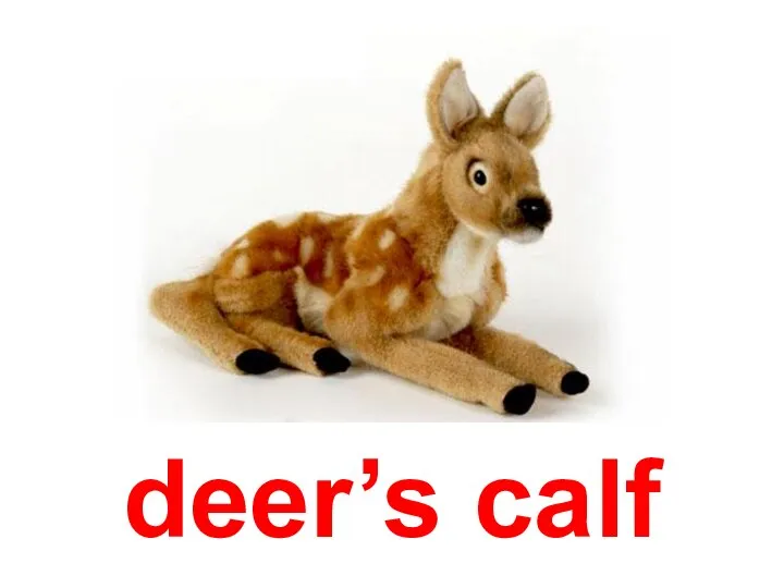 deer’s calf