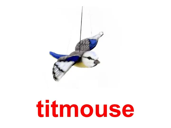 titmouse
