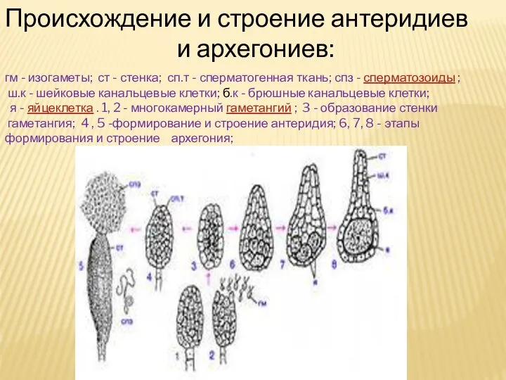 Происхождение и строение антеридиев и архегониев: гм - изогаметы; ст - стенка;