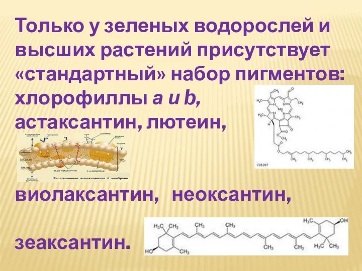 Только у зеленых водорослей и высших растений присутствует «стандартный» набор пигментов: хлорофиллы