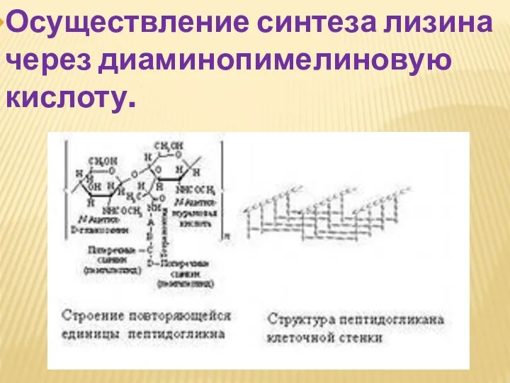 Осуществление синтеза лизина через диаминопимелиновую кислоту.