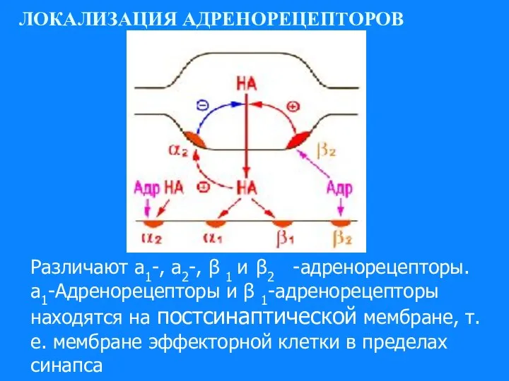 ЛОКАЛИЗАЦИЯ АДРЕНОРЕЦЕПТОРОВ Различают а1-, а2-, β 1 и β2 -адренорецепторы. а1-Адренорецепто­ры и