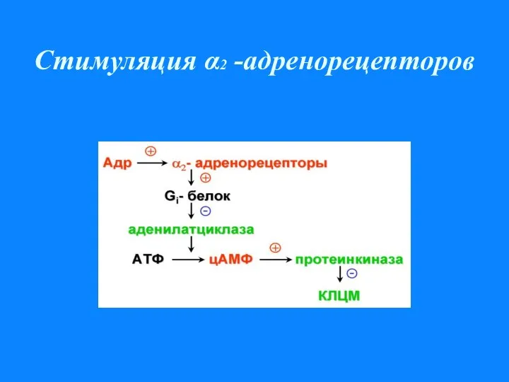 Стимуляция α2 -адренорецепторов