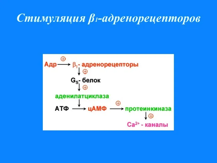 Стимуляция β1-адренорецепторов