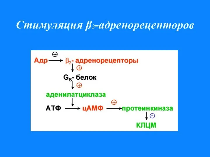 Стимуляция β2-адренорецепторов