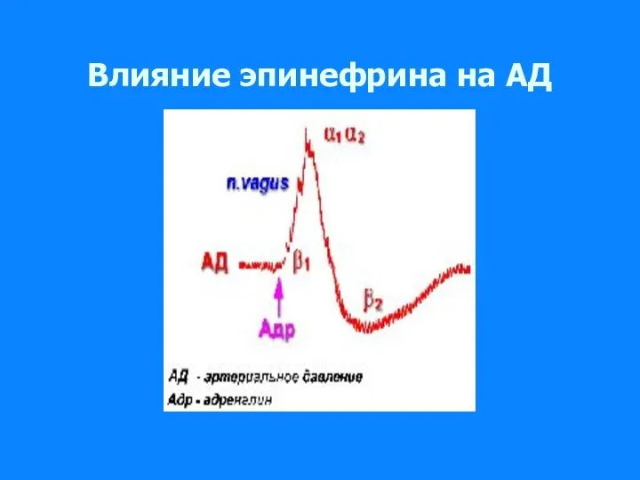 Влияние эпинефрина на АД