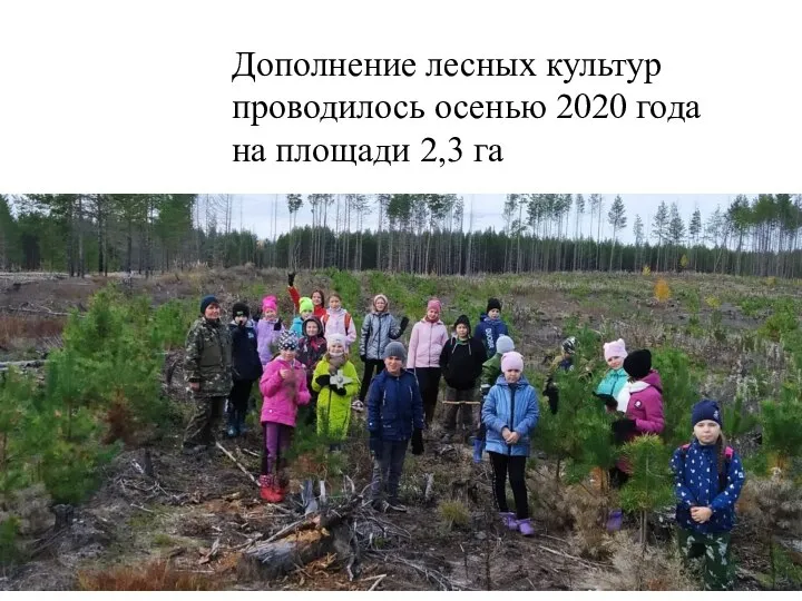 Дополнение лесных культур проводилось осенью 2020 года на площади 2,3 га