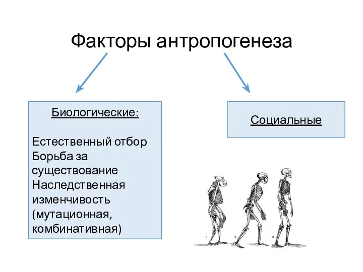 Факторы антропогенеза Биологические: Естественный отбор Борьба за существование Наследственная изменчивость (мутационная, комбинативная) Социальные