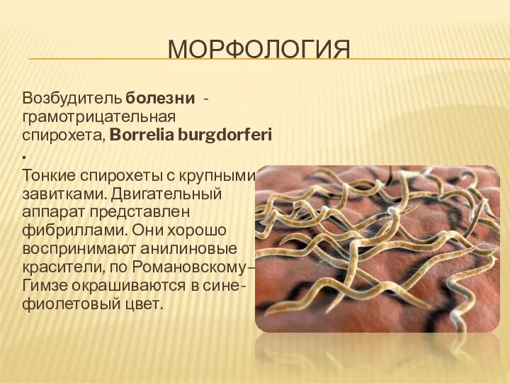 МОРФОЛОГИЯ Возбудитель болезни - грамотрицательная спирохета, Borrelia burgdorferi. Тонкие спирохеты с крупными