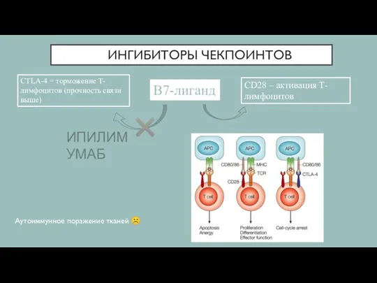 ИНГИБИТОРЫ ЧЕКПОИНТОВ Аутоиммунное поражение тканей ☹ CTLA-4 = торможение Т-лимфоцитов (прочность связи