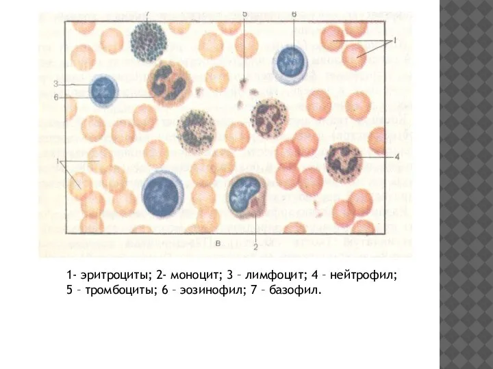 1- эритроциты; 2- моноцит; 3 – лимфоцит; 4 – нейтрофил; 5 –