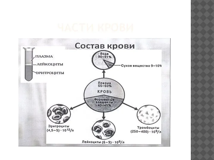 ЧАСТИ КРОВИ