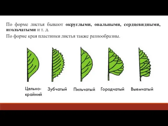 По форме листья бывают округлыми, овальными, сердцевидными, игольчатыми и т. д. По