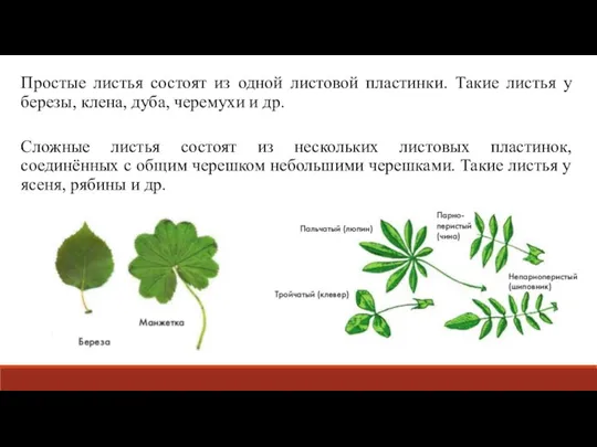 Простые листья состоят из одной листовой пластинки. Такие листья у березы, клена,