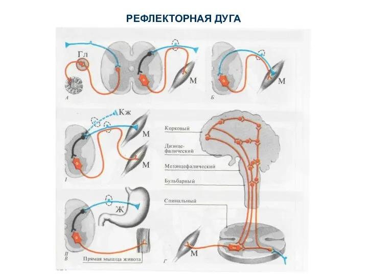 РЕФЛЕКТОРНАЯ ДУГА