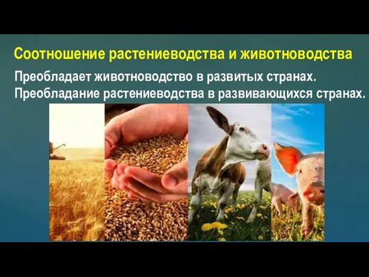 Соотношение растениеводства и животноводства Преобладает животноводство в развитых странах. Преобладание растениеводства в развивающихся странах.