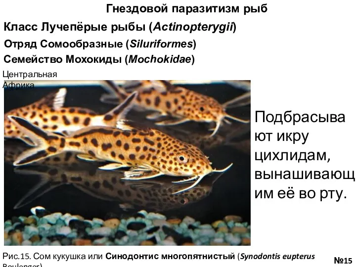 Рис.15. Сом кукушка или Синодонтис многопятнистый (Synodontis eupterus Boulenger) Гнездовой паразитизм рыб