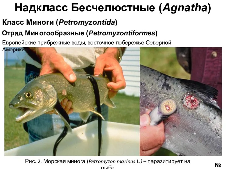 №2 Рис. 2. Морская минога (Petromyzon marinus L.) – паразитирует на рыбе