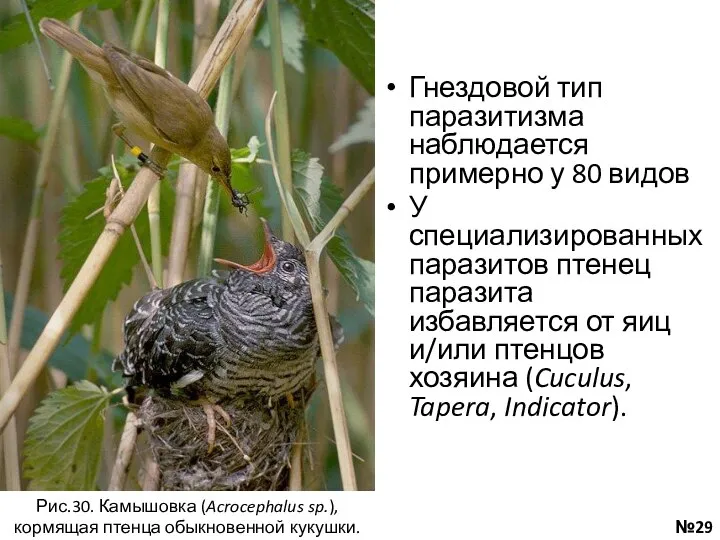 Гнездовой тип паразитизма наблюдается примерно у 80 видов У специализированных паразитов птенец