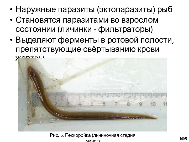 Наружные паразиты (эктопаразиты) рыб Становятся паразитами во взрослом состоянии (личинки - фильтраторы)