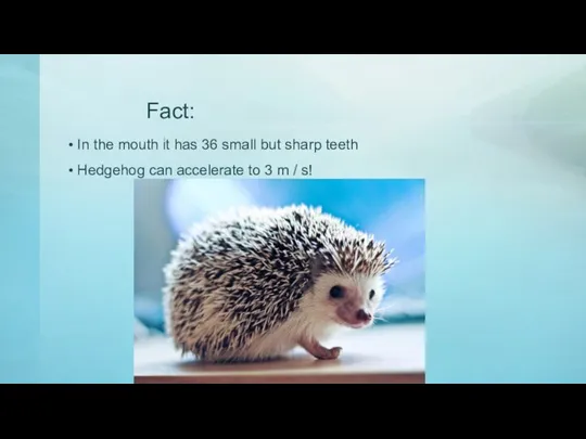 Fact: In the mouth it has 36 small but sharp teeth Hedgehog
