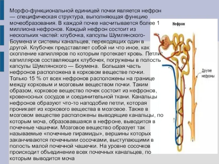 Морфо-функциональной единицей почки является нефрон — специфическая структура, выполняющая функцию мочеобразования. В