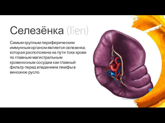 Селезёнка (lien) Самым крупным периферическим иммунным органом является селезенка, кото­рая расположена на