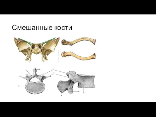 Смешанные кости