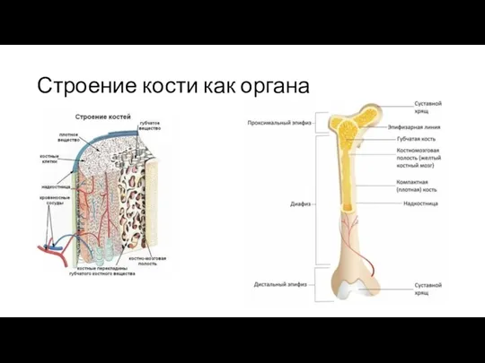 Строение кости как органа