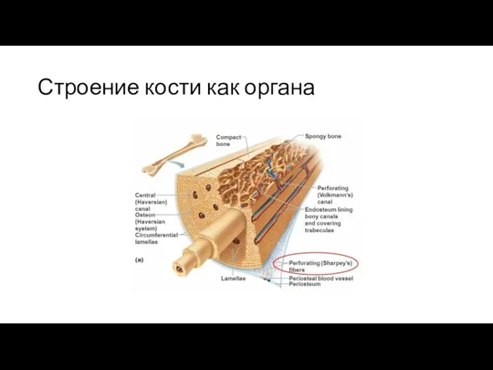 Строение кости как органа