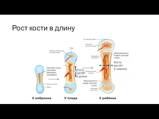 Рост кости в длину