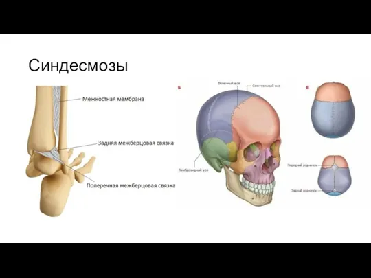 Синдесмозы