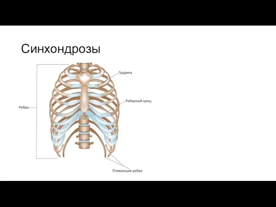 Синхондрозы