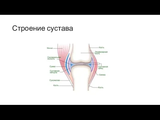 Строение сустава