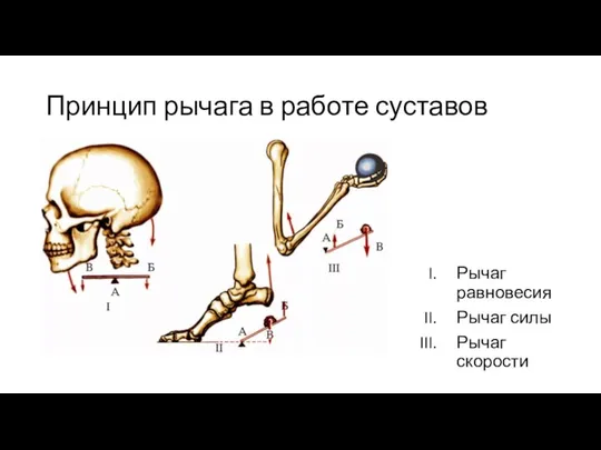 Принцип рычага в работе суставов Рычаг равновесия Рычаг силы Рычаг скорости