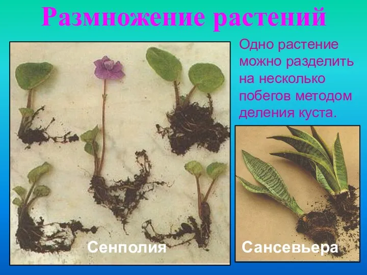 Размножение растений Одно растение можно разделить на несколько побегов методом деления куста. Сансевьера Сенполия