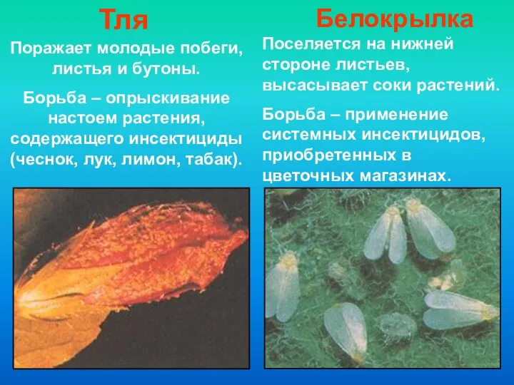 Тля Белокрылка Поражает молодые побеги, листья и бутоны. Борьба – опрыскивание настоем