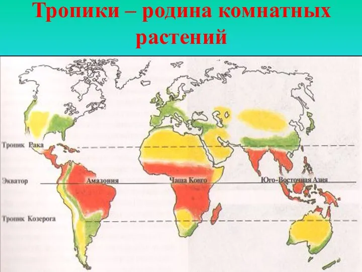 Тропики – родина комнатных растений