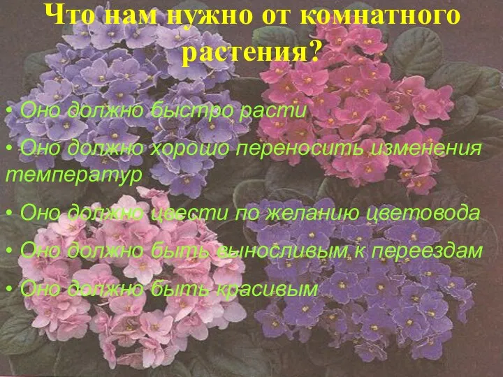 Что нам нужно от комнатного растения? • Оно должно быстро расти •