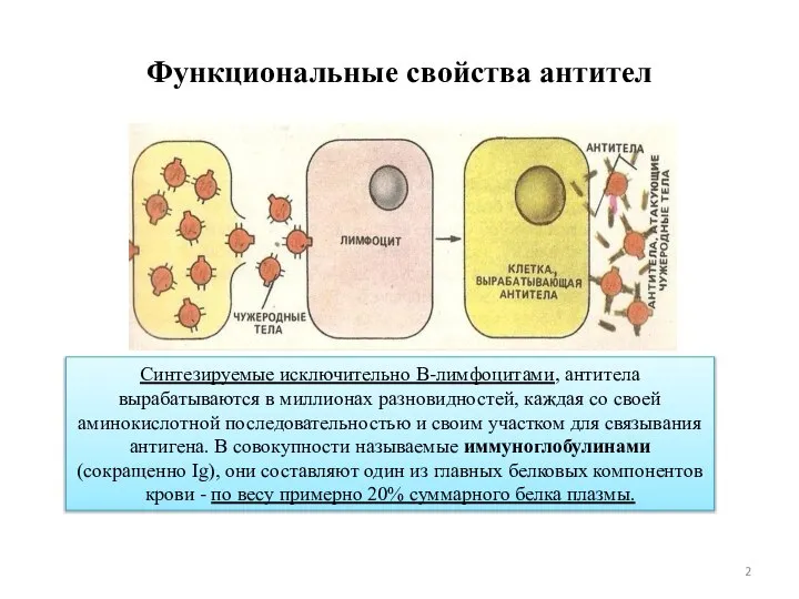 Функциональные свойства антител Синтезируемые исключительно В-лимфоцитами, антитела вырабатываются в миллионах разновидностей, каждая