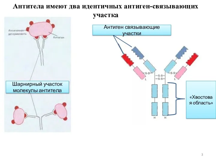 Антитела имеют два идентичных антиген-связывающих участка «Хвостовая область» Антиген связывающие участки Шарнирный участок молекулы антитела