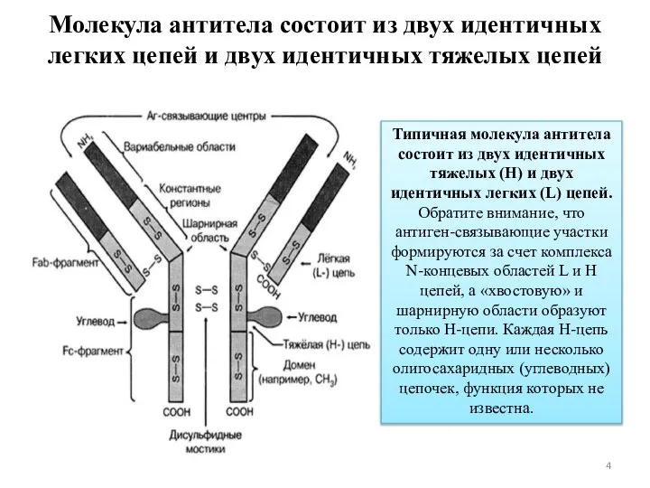 Молекула антитела состоит из двух идентичных легких цепей и двух идентичных тяжелых