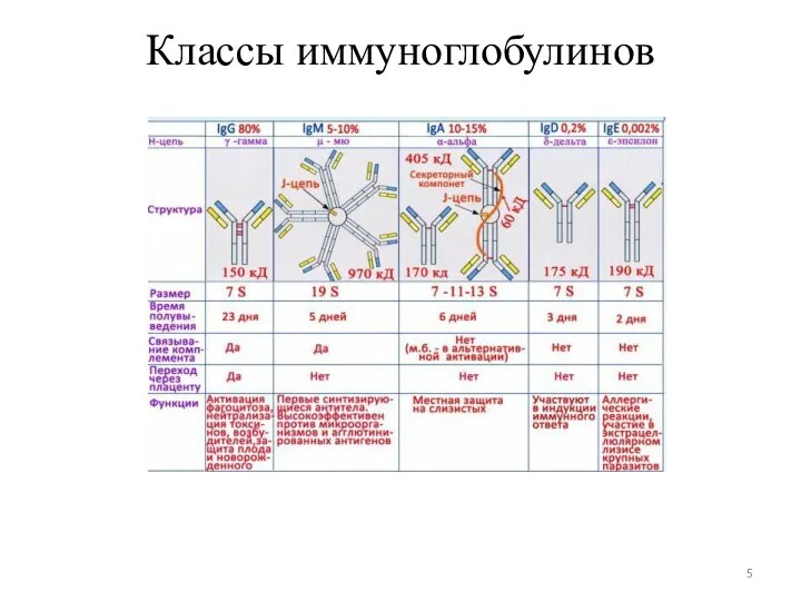 Классы иммуноглобулинов